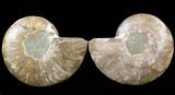 Cut & Polished Ammonite Fossil - Agatized #39500-1